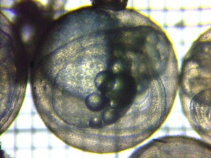 fig.07b �N���b�N�œ���X�^�[�g