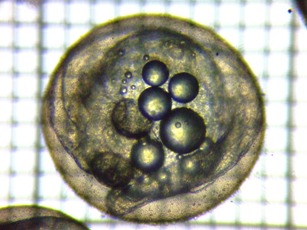 fig.08a ����W����