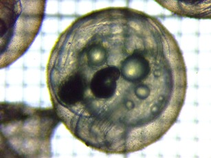 fig.08b �N���b�N�œ���X�^�[�g