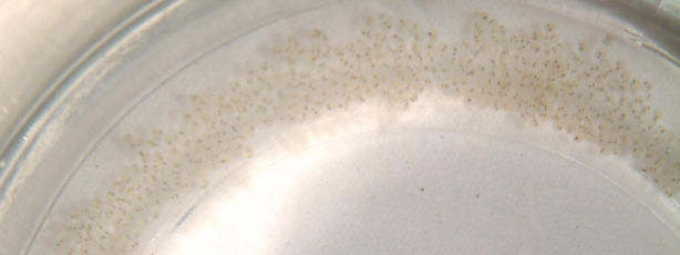 fig.09 ����X����