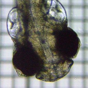 fig.01a �Ӊ�����