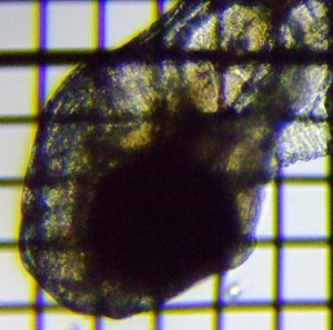 fig.01b �Ӊ�����