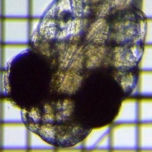 fig.02a �Q����