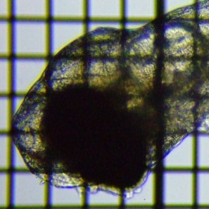 fig.02b �Q����