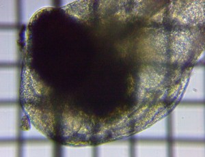 fig.03a �R����