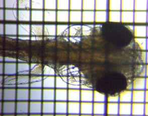 fig.05a �����S�i