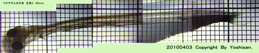 fig.05e �S��
click here to enlarge