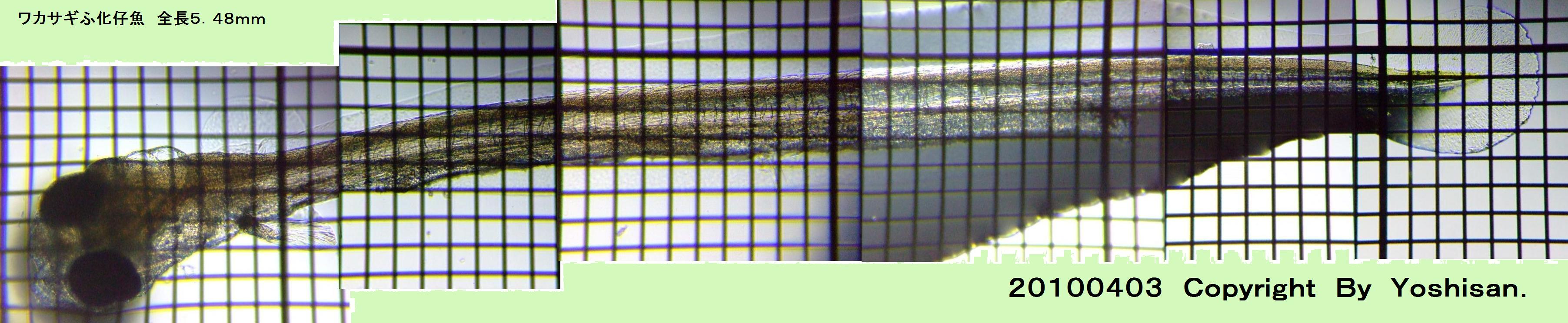 fig.05f �S�̑唻�ʐ^
click here to Top page