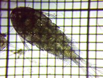 fig.01 �P���~�W���R��