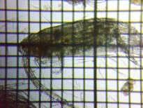 fig.02 �q�Q�i�K�P���~�W���R��