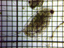 fig.04 �n���i�K�~�W���R�i�ۓ��j