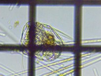 fig.05 �n�l�E�f�����V