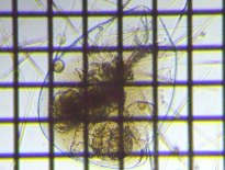 fig.06 �t�N�������V