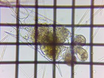 fig.10 �c�{�����V