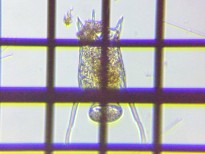 fig.12 �R�V�u�g�J���m�R�E�����V