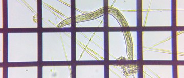 fig.14 �Z���`���E�̈��