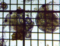 fig.01 �]�E�~�W���R