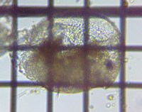 fig.02 �}���~�W���R��