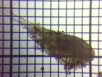 fig.03 �P���~�W���R��