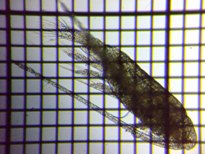 fig.04 �q�Q�i�K�P���~�W���R��