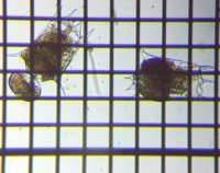 fig.06 �c�{�����V