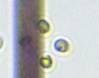 fig.08 ��������