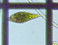 fig.09 ���[�O���i��