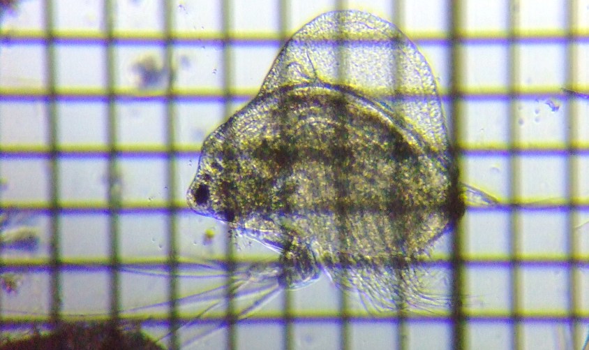 �z���~�W���R�@���X��