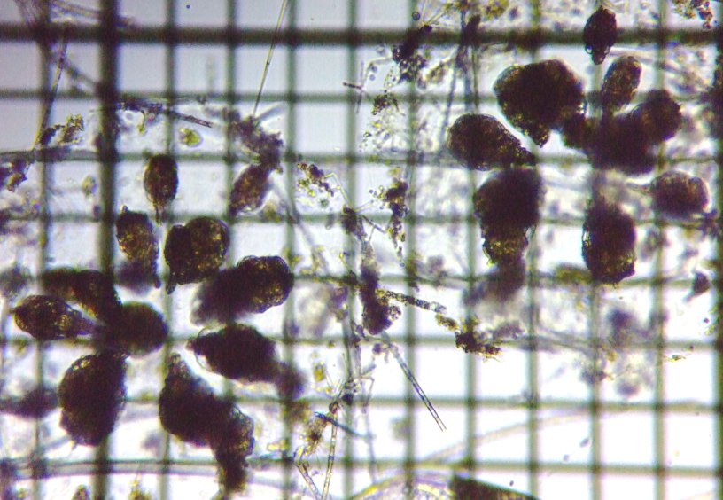 �e�}�������V�i�Q�́j