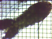 fig.01 �P���~�W���R��