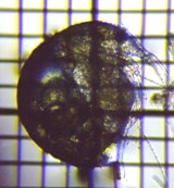 fig.02 �]�E�~�W���R