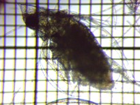 fig.03 �J�u�g�~�W���R�i�듪�j