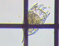 fig.08 �J���m�R�E�����V