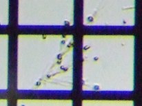 fig.09 �T���c�i�M��