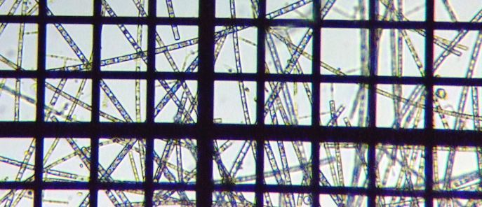 fig.10 �A�I�~�h�����i�Α��j