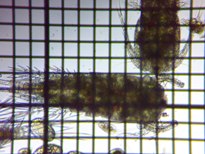 fig.01 �P���~�W���R��