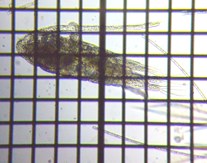 fig.02 �q�Q�i�K�P���~�W���R��