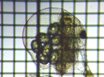 fig.03 �]�E�~�W���R