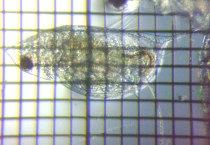 fig.04 �J�u�g�~�W���R�i�듪�j