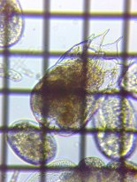 fig.09 �c�{�����V