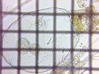 fig.10 �t�N�������V