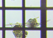 fig.12 �c�m�I�r���V