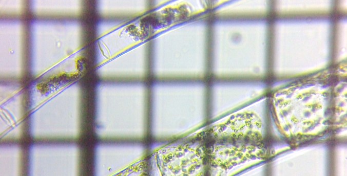 fig.14 �A�I�~�h�����i�Α��j