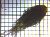 fig.01 �P���~�W���R��