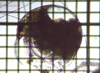 fig.02 �]�E�~�W���R