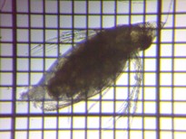 fig.03 �J�u�g�~�W���R�i�듪�j