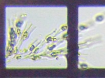 fig.08 �T���c�i�M��