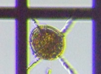 fig.09 �Q�ږђ��̈��