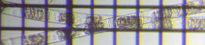 fig.11 �A�I�~�h�����i�Α��j