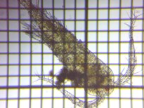 fig.01 �P���~�W���R��